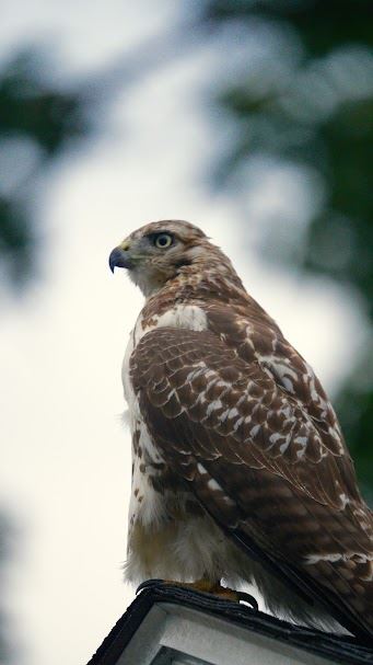 Red tailed hawk